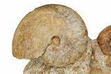 Jurassic Ammonite, Bivalve, Gastropod & Belemnite Association - France #191729-3
